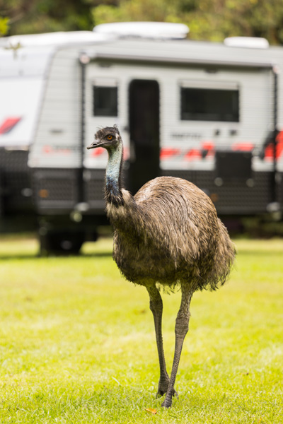 Emu in front of the Moffat caravan