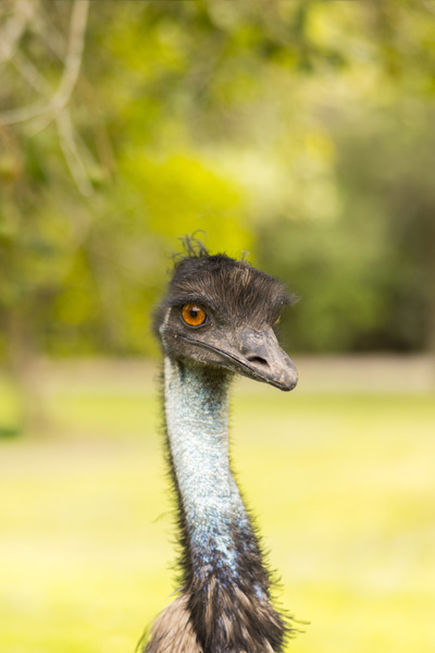 Norbert the Emu Sunshine Coast Australia